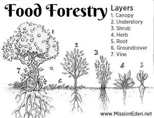 Seven layers of a food forest.