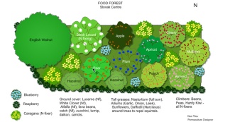 This is an example of a food forest design from the Slovak Centre Food Forest 